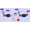 Kras G12V Nucleotide Exchange Assay Kit 